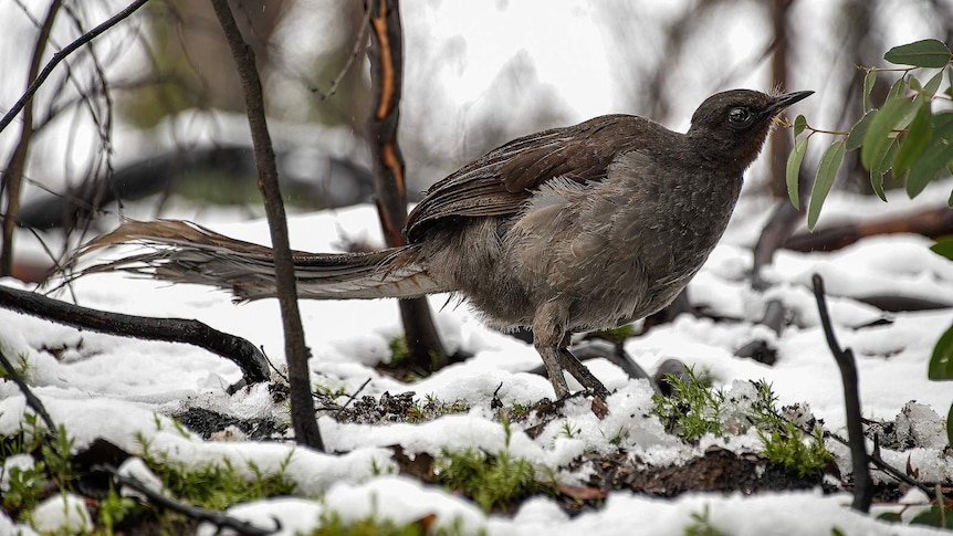 Lyrebird standing on snow-covered ground surrounded by small burnt trees