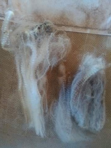 Two samples of wool fleece side by side on a bale, with the righthand sample appearing discoloured from dust,