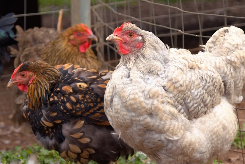Three chickens with multiple different colours of feathers on each one. 