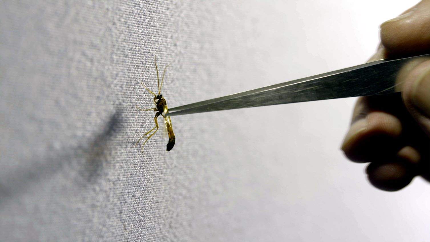 An insect is held with tweezers.