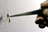 An insect is held with tweezers.