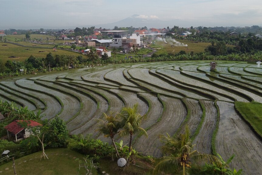 巴厘岛一个偏远村庄的稻田照片 