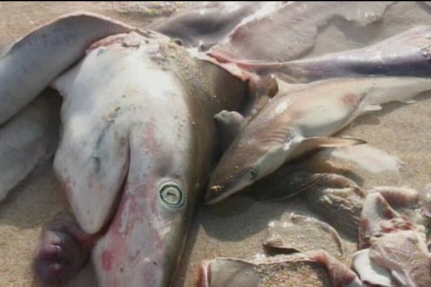 Shark corpses lie on the beach