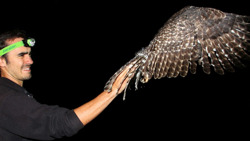 PhD student Nick Bradsworth releasing a powerful owl at night