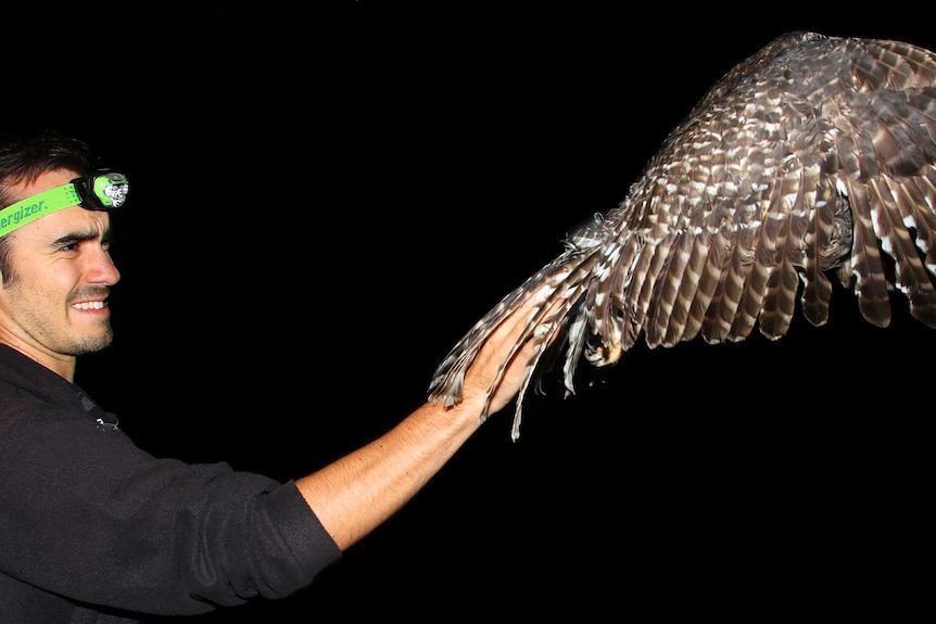 PhD student Nick Bradsworth releasing a powerful owl at night