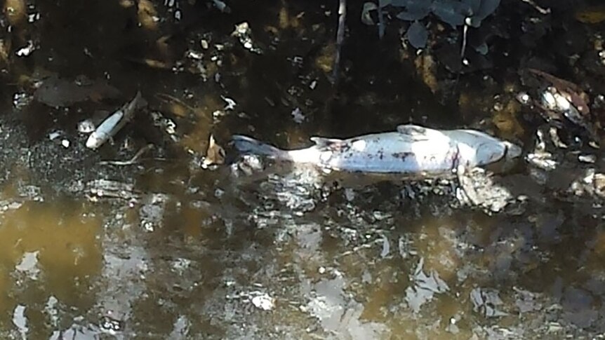 Dead fish in Saltwater Creek in Cairns