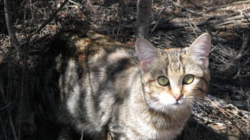 Non-believers say the mystery cats are most likely pet cats gone feral.