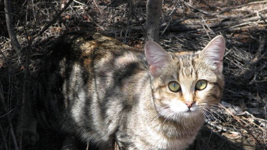 A feral cat.