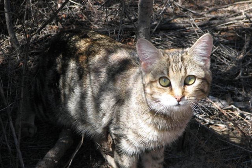 A feral cat.