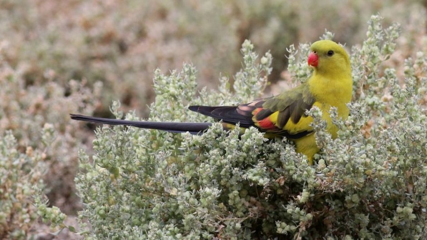 A small, colourful bird sitting on a native plant in the bush 
