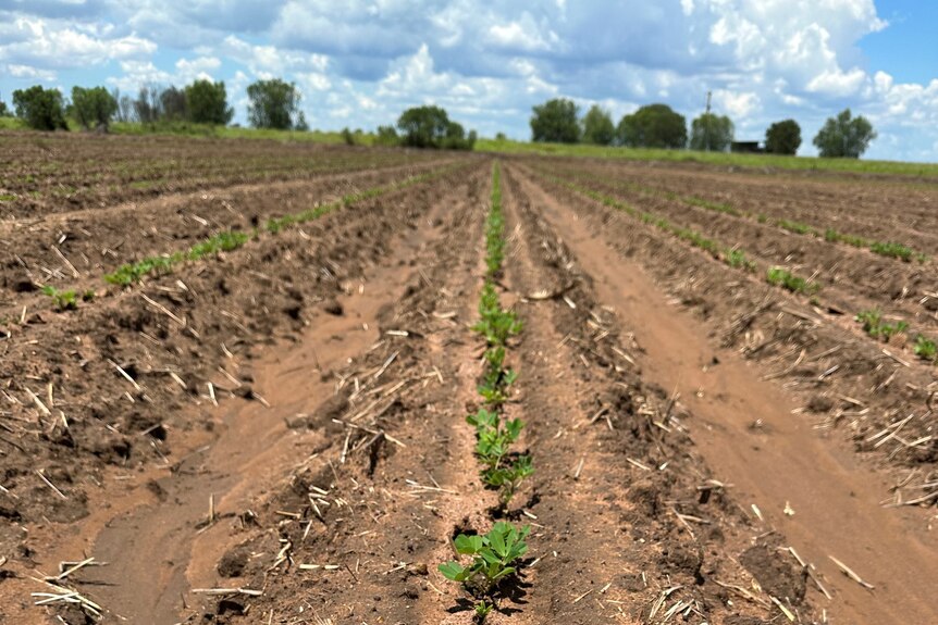 Small shoots of peanut plants are sticking out of rows of red dirt. In the distance the sky is cloudy 