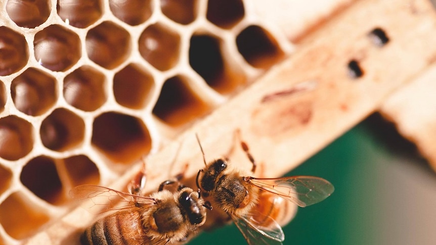 A close up of two bees on a honey frame.