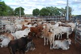 The supply of export quality cattle is tightening in North Queensland.