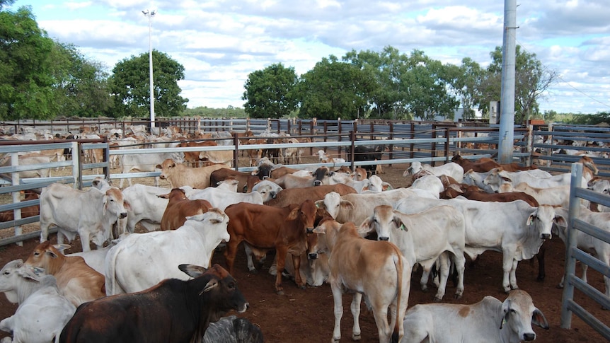 Beef farmers hopeful about lower dollar