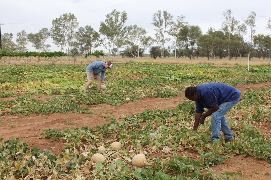 Stuart Smith and Glen Oliver from AZRI inspect rockmelons in Alice Springs