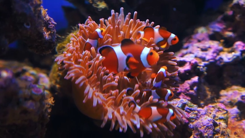 Clownfish swimming around coral