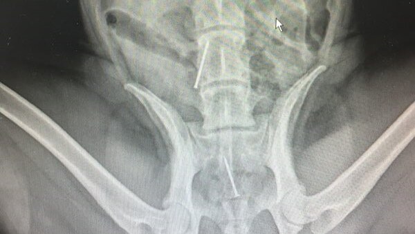 An x-ray of a dog that has swallowed nails