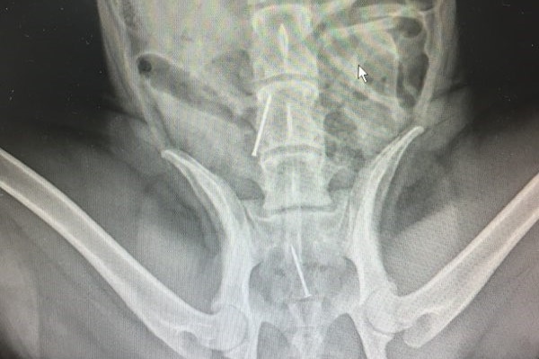 An x-ray of a dog that has swallowed nails