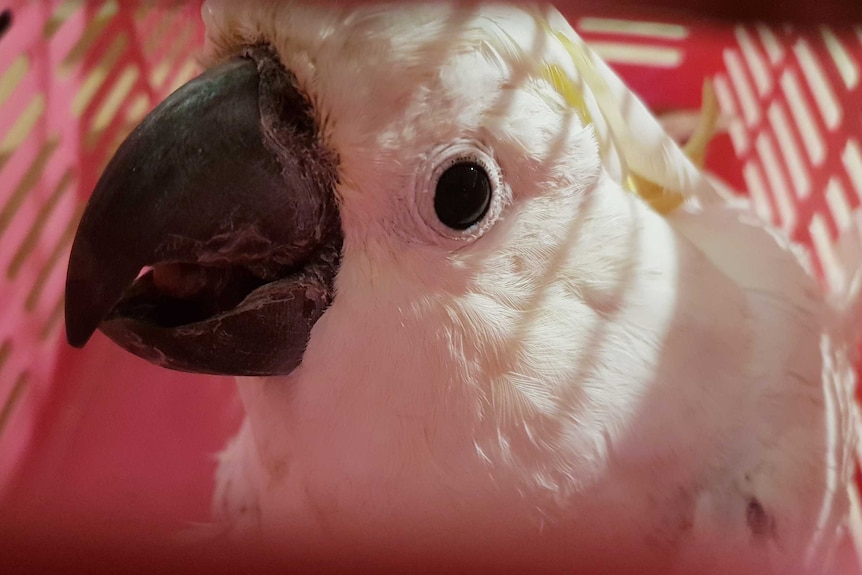 Pretzel the cockatoo survives trip in car grille 2