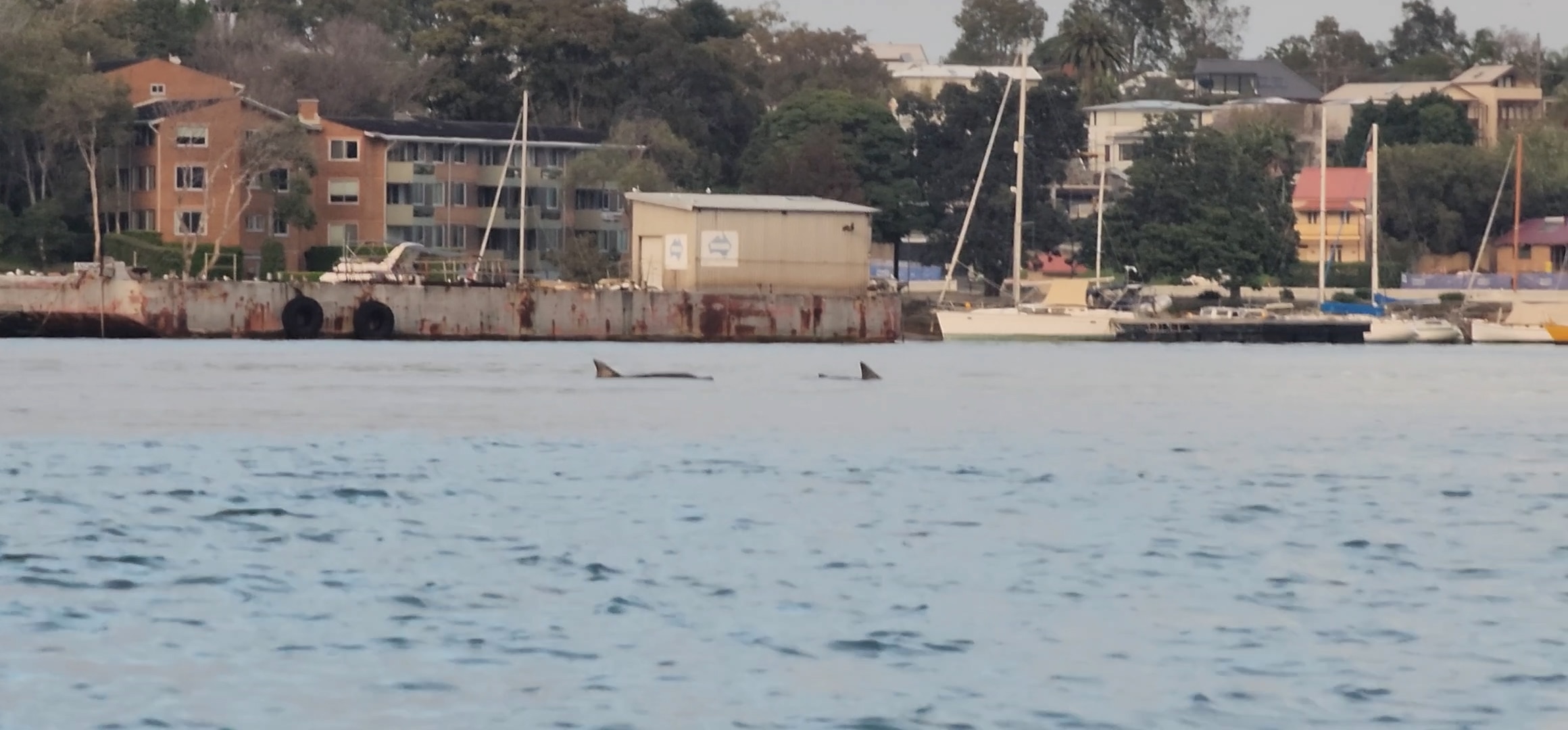 Morning kayakers treated to rare dolphin sighting in Sydney Harbour - ABC News & Headlines – Australian Broadcasting Corporation