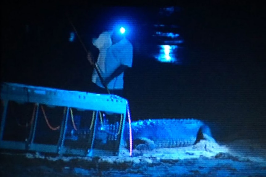 Rangers were able to catch the croc about 8:30pm on Wednesday.