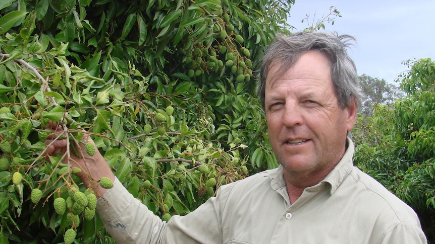Lychee grower Derek Foley
