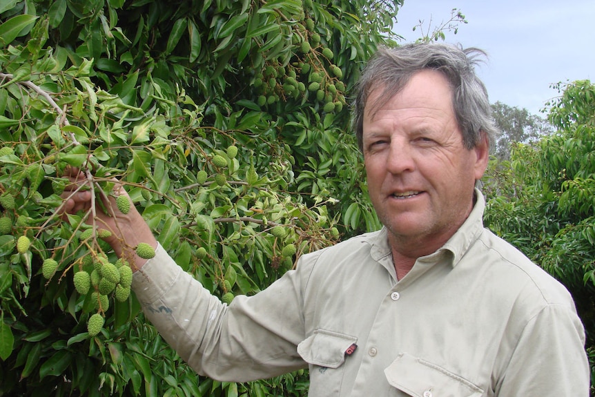 Lychee grower Derek Foley