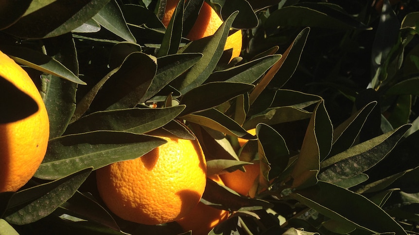 Orange tree in north-west Victoria