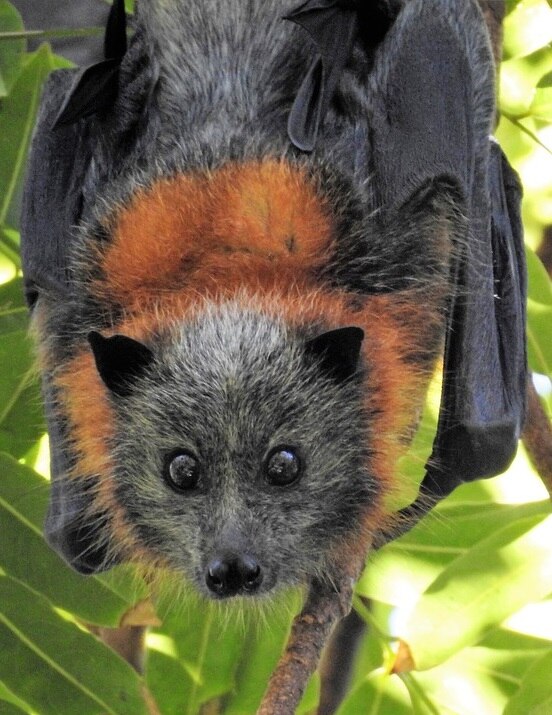 A flying fox hanging upside down.