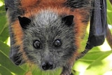 A flying fox hanging upside down.