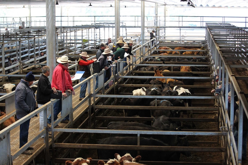 Fourteen men standing on the catwalk in the sale yards selling pens of cattle.