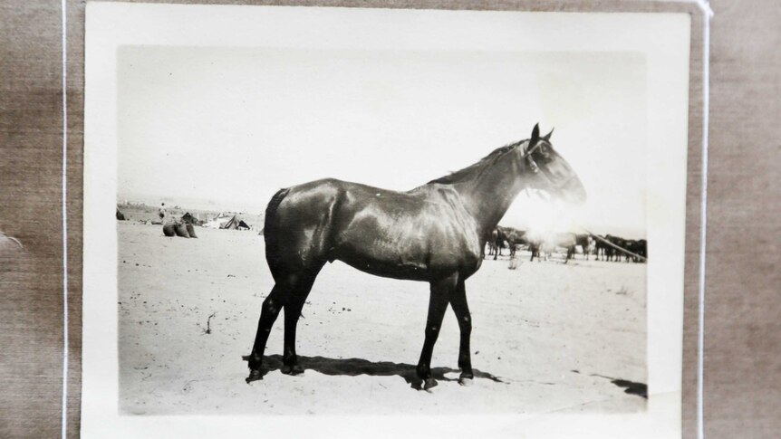 A black and white image of a horse standing in the desert.