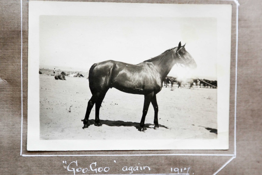 A black and white image of a horse standing in the desert.