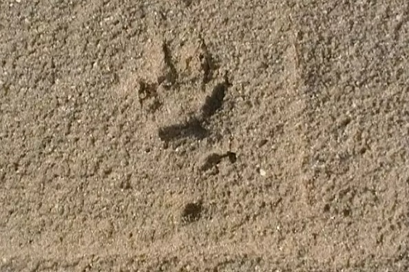 A photo of a reported track print of a Tasmanian tiger. 