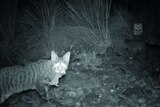 A feral cat, which has killed a small mammal, is caught at night on a camera trap in the Kimberley