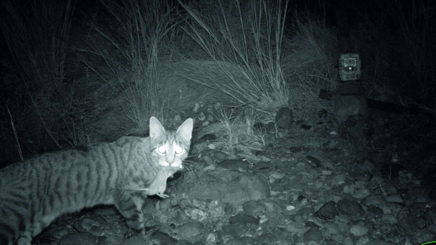 A feral cat, which has killed a small mammal, is caught at night on a camera trap in WA