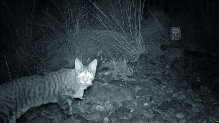 A feral cat, which has killed a small mammal, is caught at night on a camera trap in the Kimberley