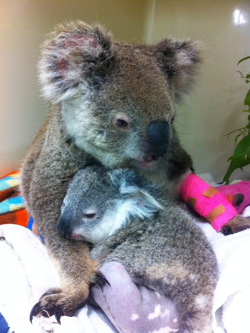 Close-up of rescued injured koala Harriet with her joey Taylor recovering at a carer's home on Queensland's Darling Downs