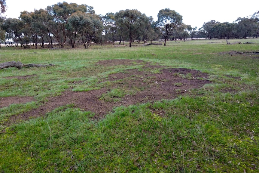Ground with dirt mounted between grass and bushlands