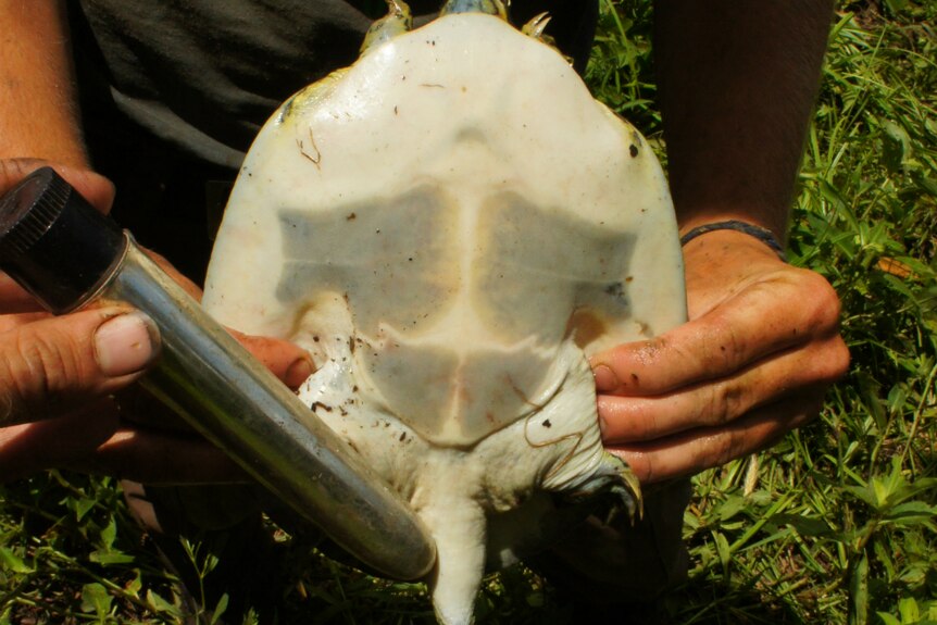 Man holds turtle with vibrator placed against its skin.