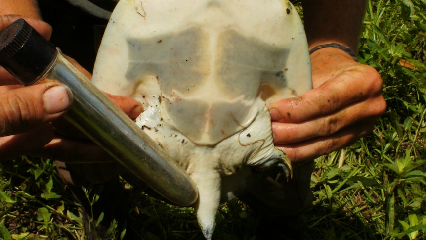 Man holds turtle with vibrator placed against its skin.