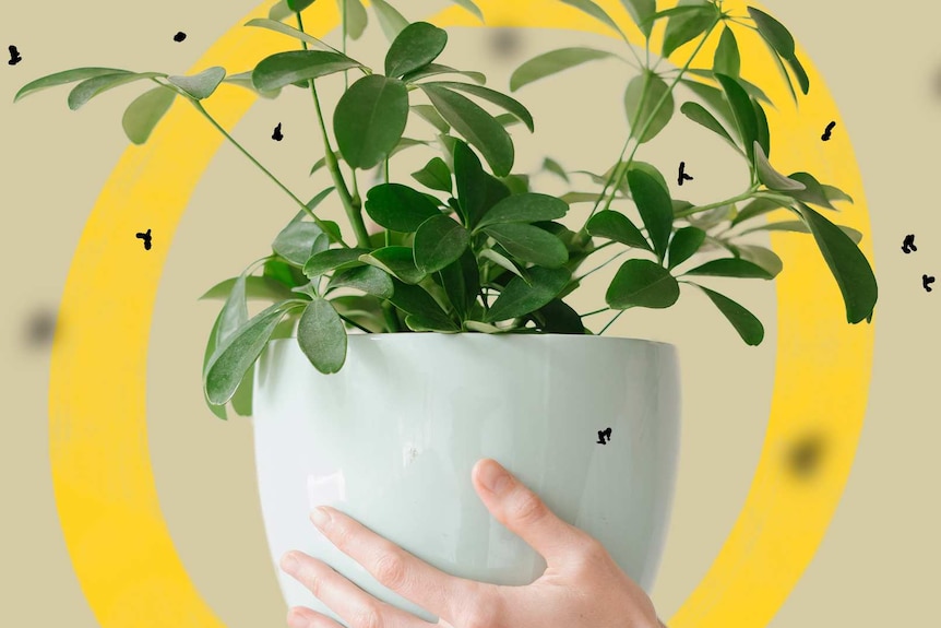A hand holding a potted indoor plant with illustrations of fungus gnats around it, a common plant pest.