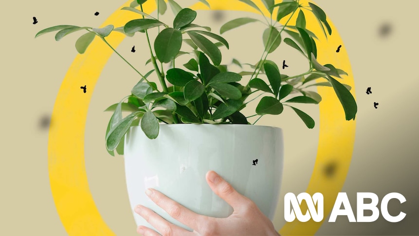Think your house plants are all non-toxic? Think again….