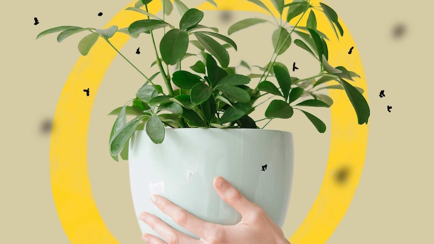 A hand holding a potted indoor plant with illustrations of fungus gnats around it, a common plant pest.