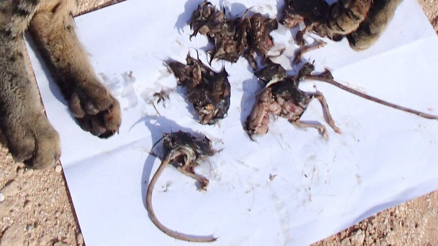 Remains of hopping mice and turtle hatchlings on a white piece of paper below the feet of a prone feral cat.