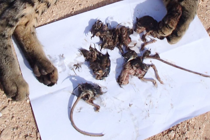Remains of hopping mice and turtle hatchlings on a white piece of paper below the feet of a prone feral cat.