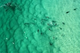An aerial photo of more than thirty sharks feeding on school fish