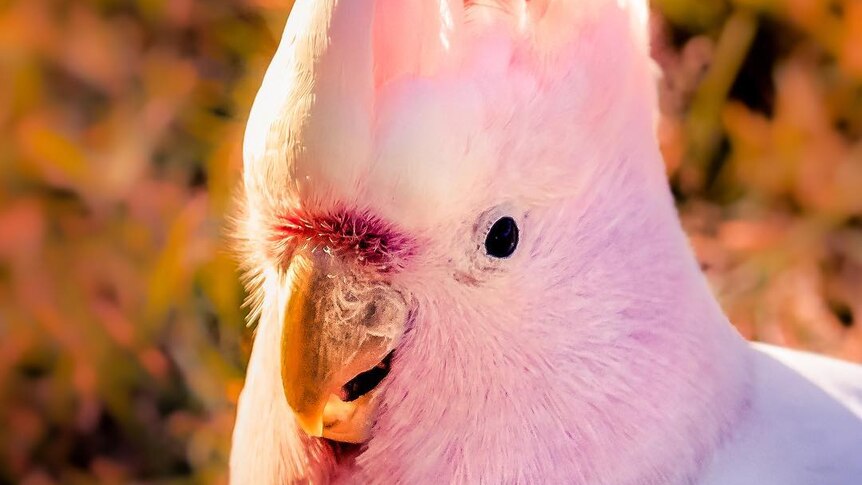 The sun glows on pink and white cockatoo.