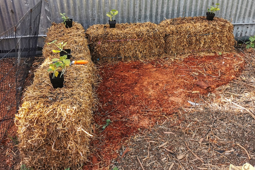 How To Successfully Plant a Straw/Hay Bale Garden 