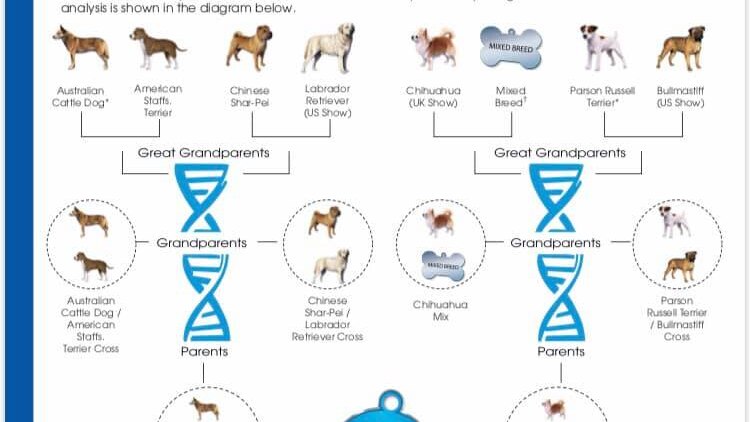 DNA test for a mixed-breed puppy.